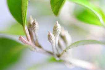 アキグミ（あきぐみ・秋茱萸）盆栽の実｜アキグミの実・Elaeagnus umbellata Best bonsai