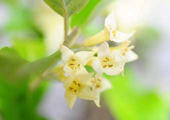 アキグミ（あきぐみ・秋茱萸）盆栽の花｜両性花・Elaeagnus umbellata Best bonsai