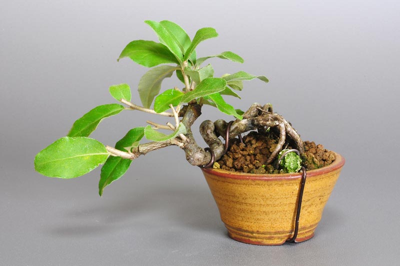 アキグミ-B1-1（あきぐみ・秋茱萸）実もの盆栽の販売と育て方・作り方・Elaeagnus umbellata bonsai