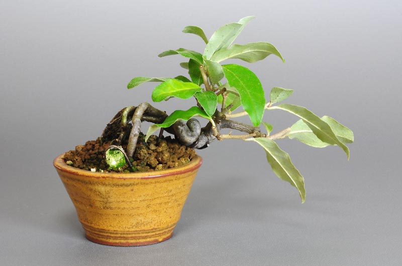 ミニ盆栽・アキグミ-B1-1（あきぐみ・秋茱萸）実もの盆栽を裏側から見た景色・Elaeagnus umbellata bonsai