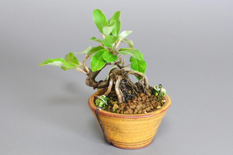 ミニ盆栽・アキグミ-B1-1（あきぐみ・秋茱萸）実もの盆栽を右側から見た景色・Elaeagnus umbellata bonsai