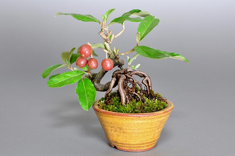 ミニ盆栽・アキグミ-B1（あきぐみ・秋茱萸）実もの盆栽を右側から見た景色・Elaeagnus umbellata bonsai