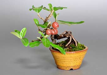 アキグミ-B1（あきぐみ・秋茱萸）盆栽の樹作りの参考樹形・Elaeagnus umbellata Best bonsai