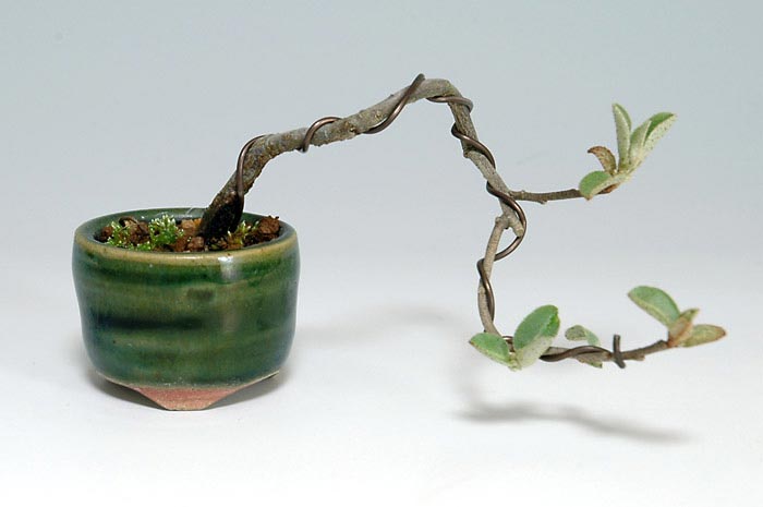 アキグミC（あきぐみ・秋茱萸）実もの盆栽の販売と育て方・作り方・Elaeagnus umbellata bonsai photo