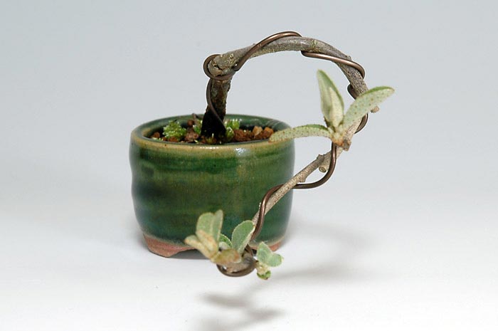 アキグミC（あきぐみ・秋茱萸）実もの盆栽を右側から見た景色・Elaeagnus umbellata bonsai photo