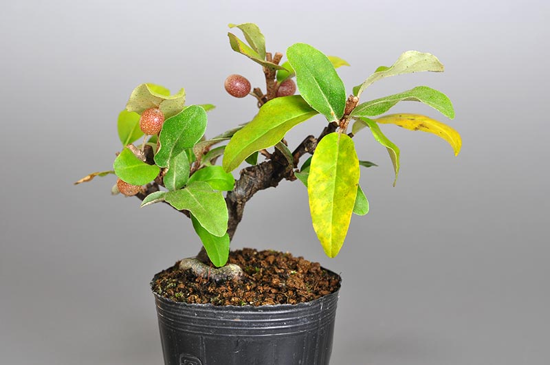 アキグミ-E1（あきぐみ・秋茱萸）実もの盆栽の販売と育て方・作り方・Elaeagnus umbellata bonsai