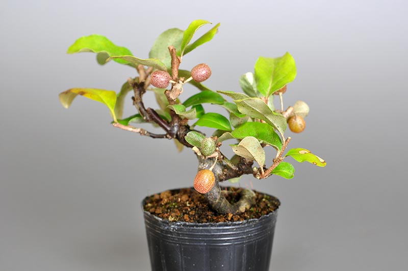 アキグミ-E1（あきぐみ・秋茱萸）実もの盆栽を裏側から見た景色・Elaeagnus umbellata bonsai