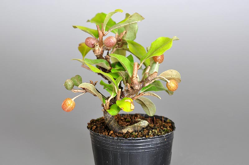 アキグミ-E1（あきぐみ・秋茱萸）実もの盆栽を左側から見た景色・Elaeagnus umbellata bonsai