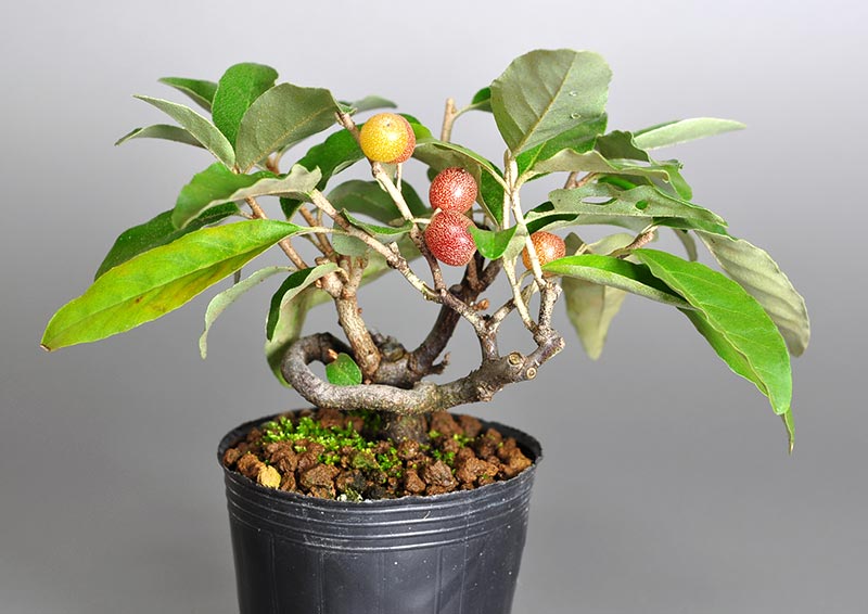アキグミ-F1（あきぐみ・秋茱萸）実もの盆栽の販売と育て方・作り方・Elaeagnus umbellata bonsai