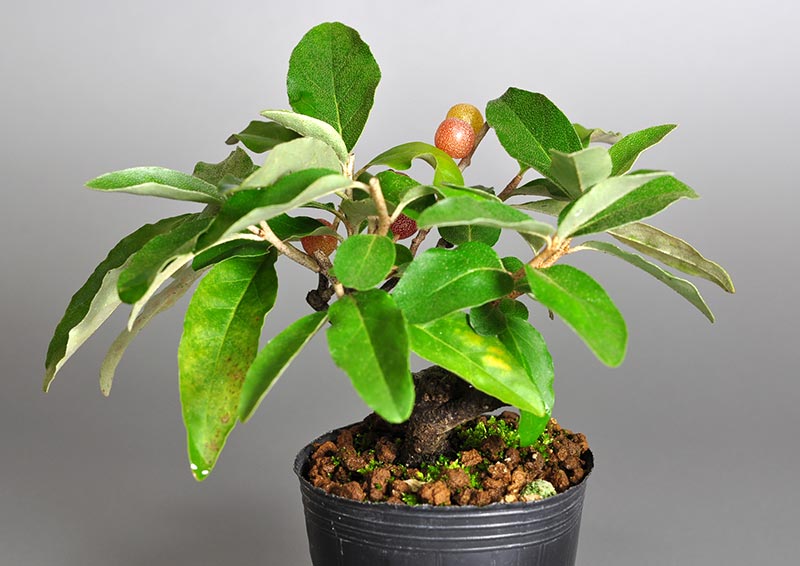 アキグミ-F1（あきぐみ・秋茱萸）実もの盆栽を裏側から見た景色・Elaeagnus umbellata bonsai