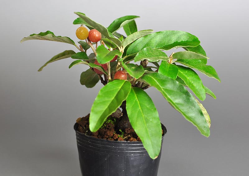 アキグミ-F1（あきぐみ・秋茱萸）実もの盆栽を右側から見た景色・Elaeagnus umbellata bonsai