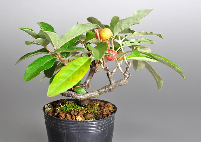 アキグミ-F1（あきぐみ・秋茱萸）実もの盆栽を左側から見た景色・Elaeagnus umbellata bonsai