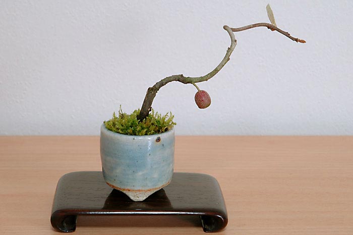 アキグミG-1（あきぐみ・秋茱萸）実もの盆栽の販売と育て方・作り方・Elaeagnus umbellata bonsai