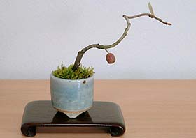 アキグミG（あきぐみ・秋茱萸）実もの盆栽の成長記録-1・Elaeagnus umbellata bonsai