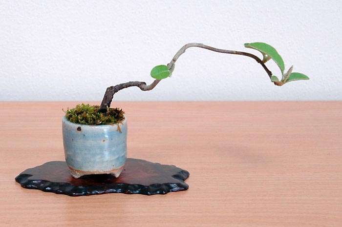 アキグミG（あきぐみ・秋茱萸）実もの盆栽の販売と育て方・作り方・Elaeagnus umbellata bonsai