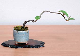 アキグミ-G（あきぐみ・秋茱萸）盆栽の樹作りの参考樹形・Elaeagnus umbellata Best bonsai