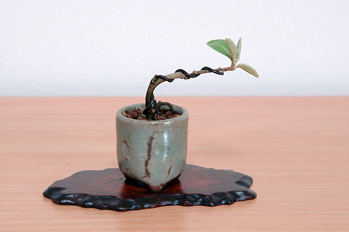 アキグミK（あきぐみ・秋茱萸）実もの盆栽の販売と育て方・作り方・Elaeagnus umbellata bonsai