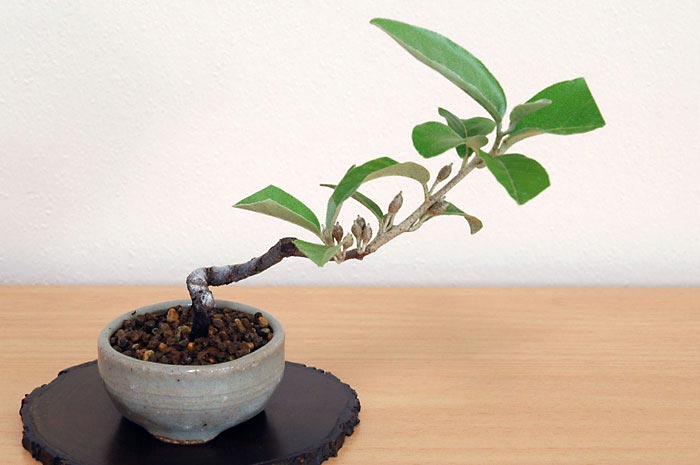 アキグミN（あきぐみ・秋茱萸）実もの盆栽の販売と育て方・作り方・Elaeagnus umbellata bonsai