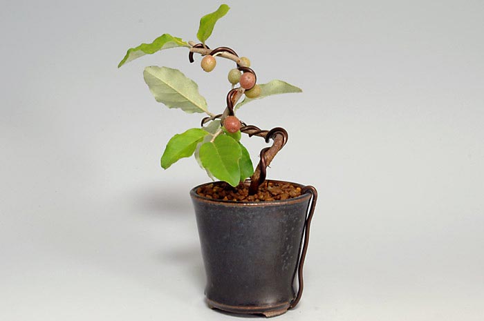 アキグミ-R（あきぐみ・秋茱萸）実もの盆栽を右側から見た景色・Elaeagnus umbellata bonsai