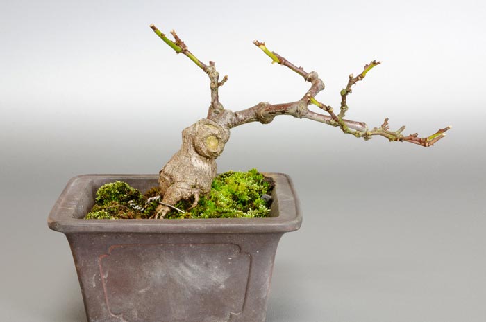 アオカズラ-A1（あおかずら・青葛）ルリビョウタン（るりびょうたん・瑠璃瓢箪）実もの盆栽の販売と育て方・作り方・Sabia japonica bonsai