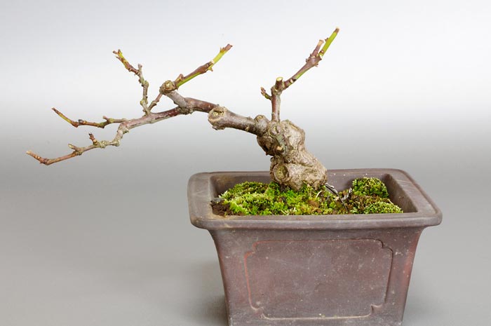 アオカズラ-A1（あおかずら・青葛）ルリビョウタン（るりびょうたん・瑠璃瓢箪）実もの盆栽を裏側から見た景色・Sabia japonica bonsai