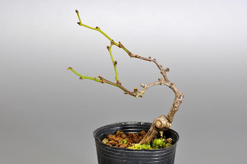 アオカズラ-A2（あおかずら・青葛）ルリビョウタン（るりびょうたん・瑠璃瓢箪）実もの盆栽の販売と育て方・作り方・Sabia japonica bonsai
