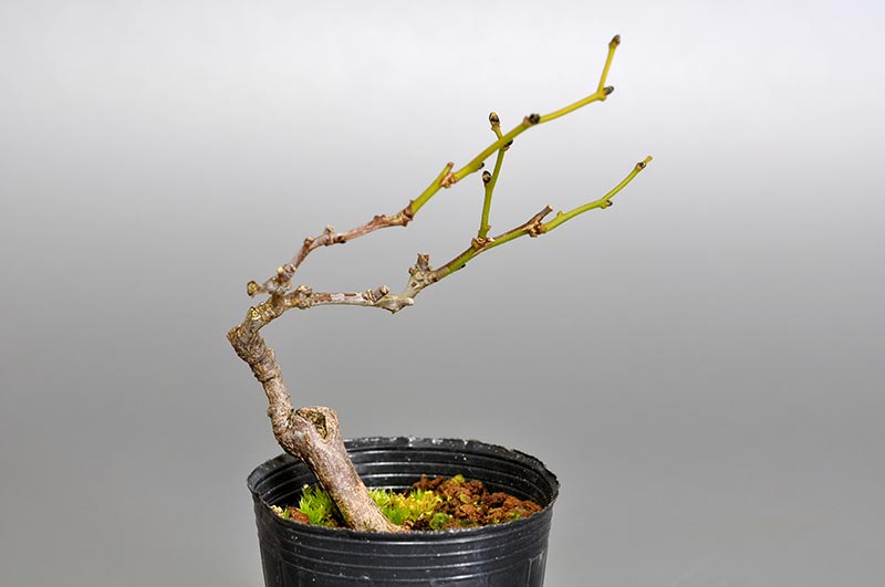 アオカズラ-A2（あおかずら・青葛）ルリビョウタン（るりびょうたん・瑠璃瓢箪）実もの盆栽を裏側から見た景色・Sabia japonica bonsai