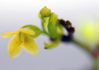 アオカズラの花（あおかずら・青葛）盆栽の樹作りの参考樹形・Sabia japonica Best bonsai