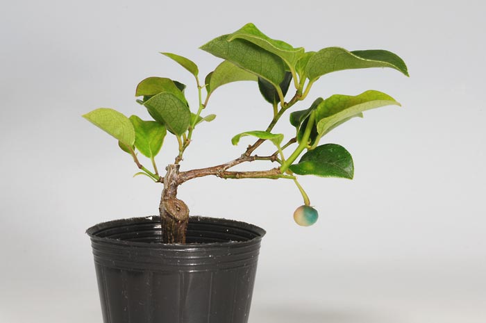 アオカズラC（あおかずら・青葛）ルリビョウタン（るりびょうたん・瑠璃瓢箪）実もの盆栽の販売と育て方・作り方・Sabia japonica bonsai