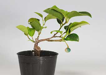 アオカズラ-C（あおかずら・青葛）盆栽の樹作りの参考樹形・Sabia japonica Best bonsai