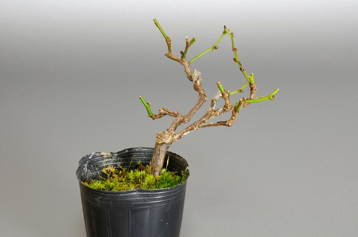 アオカズラ-D1（あおかずら・青葛）ルリビョウタン（るりびょうたん・瑠璃瓢箪）実もの盆栽の販売と育て方・作り方・Sabia japonica bonsai