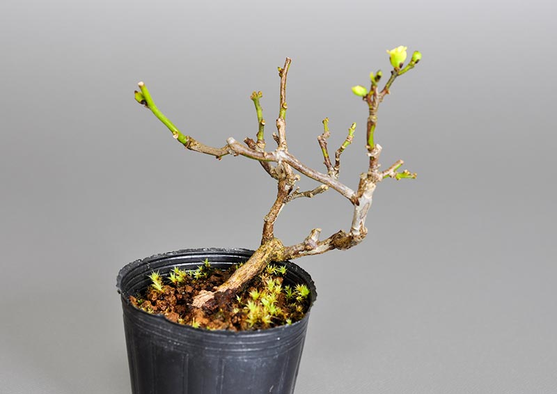 アオカズラ-F2（あおかずら・青葛）ルリビョウタン（るりびょうたん・瑠璃瓢箪）実もの盆栽の販売と育て方・作り方・Sabia japonica bonsai
