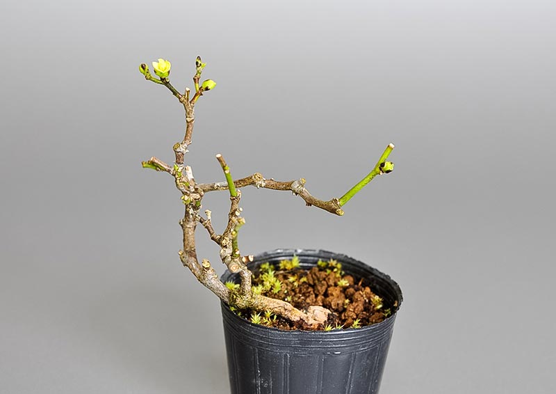 アオカズラ-F2（あおかずら・青葛）ルリビョウタン（るりびょうたん・瑠璃瓢箪）実もの盆栽を裏側から見た景色・Sabia japonica bonsai