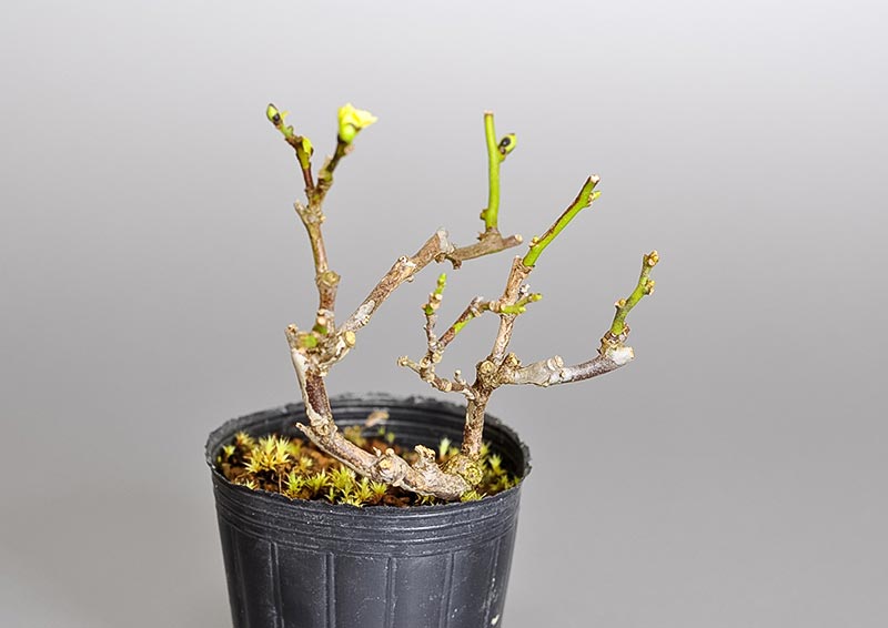 アオカズラ-F2（あおかずら・青葛）ルリビョウタン（るりびょうたん・瑠璃瓢箪）実もの盆栽を右側から見た景色・Sabia japonica bonsai