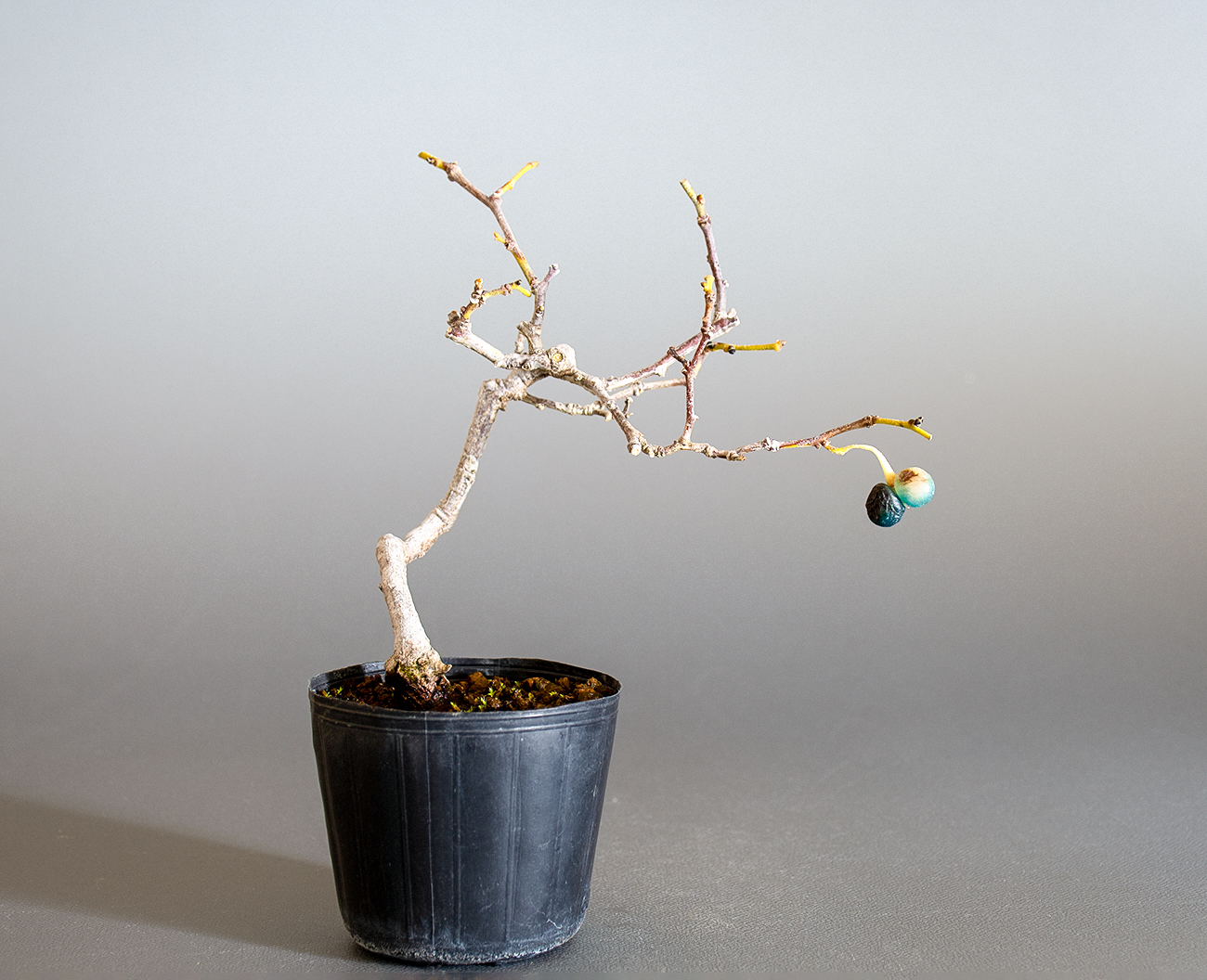 アオカズラ-G2（あおかずら・青葛）ルリビョウタン（るりびょうたん・瑠璃瓢箪）実もの盆栽の販売と育て方・作り方・Sabia japonica bonsai