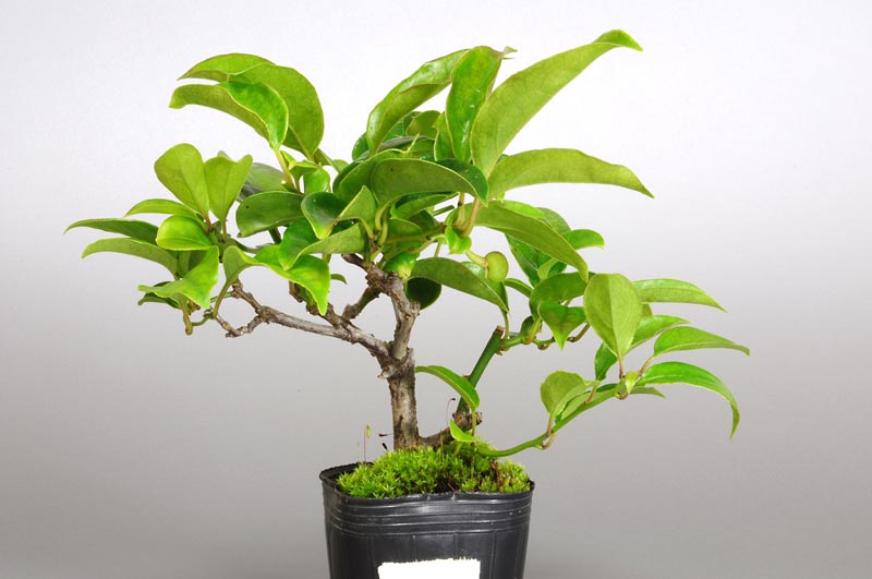 アオカズラ-M1（あおかずら・青葛）ルリビョウタン（るりびょうたん・瑠璃瓢箪）実もの盆栽の販売と育て方・作り方・Sabia japonica bonsai