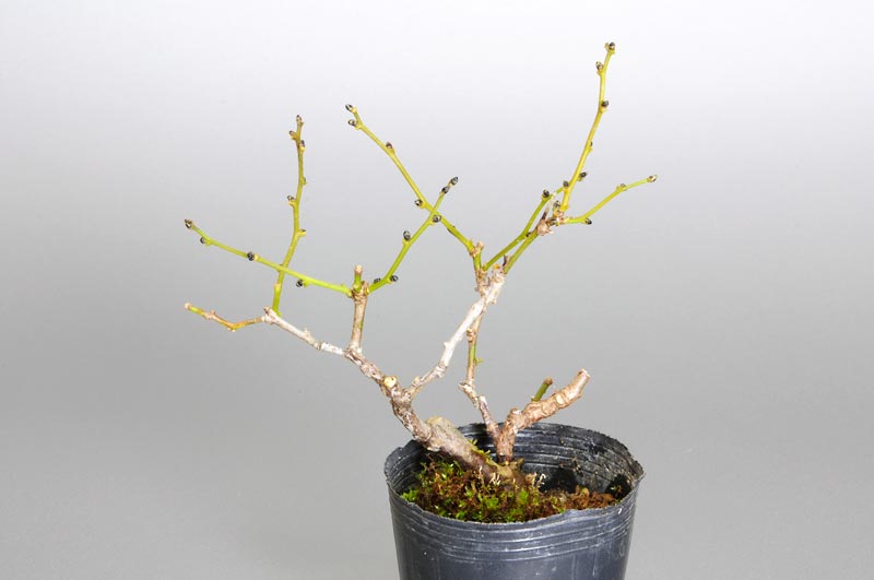 アオカズラ-P1（あおかずら・青葛）ルリビョウタン（るりびょうたん・瑠璃瓢箪）実もの盆栽の販売と育て方・作り方・Sabia japonica bonsai