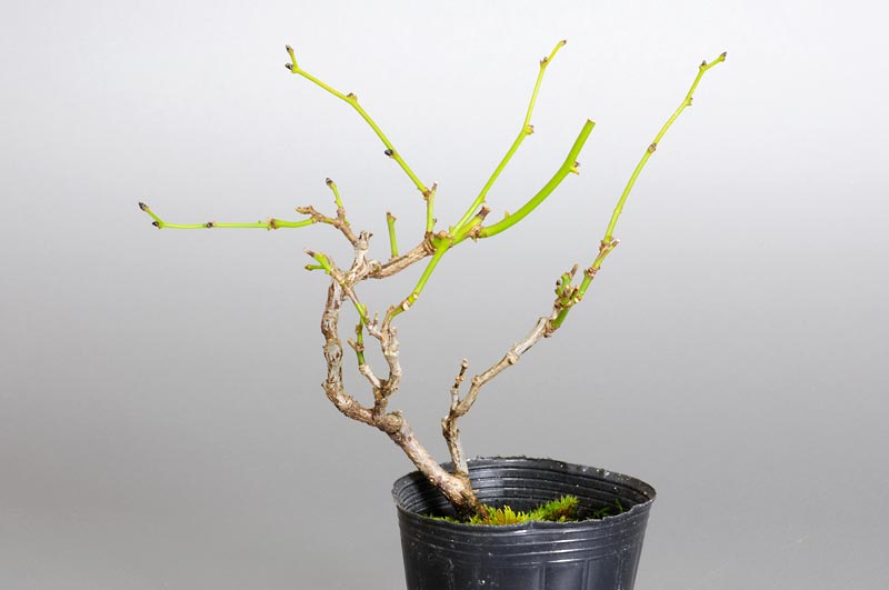 アオカズラ-R1（あおかずら・青葛）ルリビョウタン（るりびょうたん・瑠璃瓢箪）実もの盆栽の販売と育て方・作り方・Sabia japonica bonsai