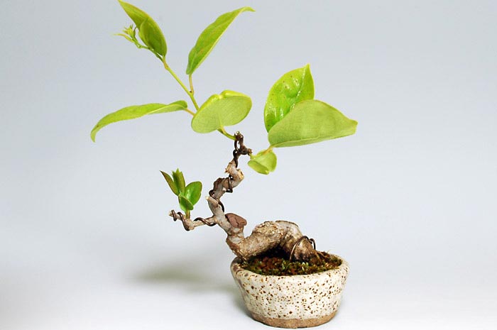 アオカズラS（あおかずら・青葛）ルリビョウタン（るりびょうたん・瑠璃瓢箪）実もの盆栽の販売と育て方・作り方・Sabia japonica bonsai