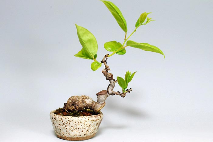 アオカズラS（あおかずら・青葛）ルリビョウタン（るりびょうたん・瑠璃瓢箪）実もの盆栽を裏側から見た景色・Sabia japonica bonsai