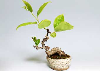 アオカズラ-S（あおかずら・青葛）盆栽の樹作りの参考樹形・Sabia japonica Best bonsai