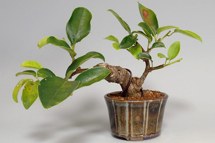アオカズラU（あおかずら・青葛）ルリビョウタン（るりびょうたん・瑠璃瓢箪）実もの盆栽の販売と育て方・作り方・Sabia japonica bonsai
