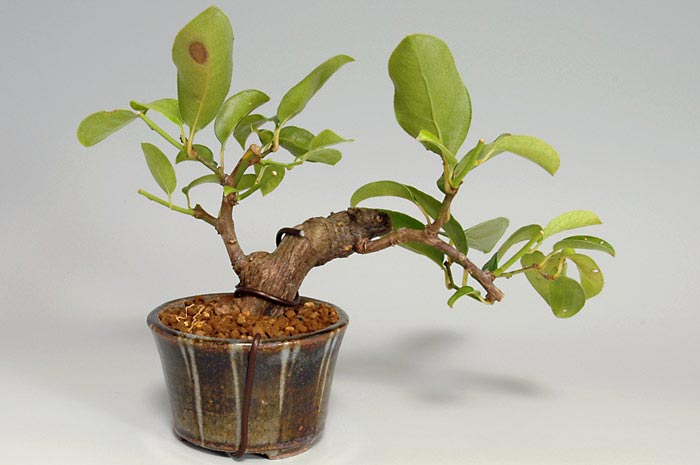 アオカズラU（あおかずら・青葛）ルリビョウタン（るりびょうたん・瑠璃瓢箪）実もの盆栽を裏側から見た景色・Sabia japonica bonsai