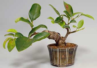 アオカズラ-U（あおかずら・青葛）盆栽の樹作りの参考樹形・Sabia japonica Best bonsai