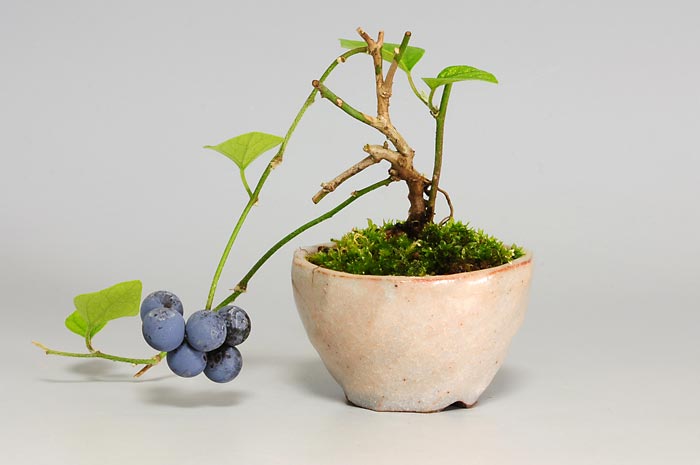 アオツヅラフジA（あおつづらふじ・青葛藤）実もの盆栽の販売と育て方・作り方・Cocculus orbiculatus bonsai photo