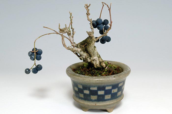 アオツヅラフジ-B（あおつづらふじ・青葛藤）実ものを裏側から見た景色・Cocculus orbiculatus bonsai