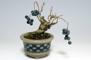 アオツヅラフジ-B（あおつづらふじ・青葛藤）盆栽の樹作りの参考樹形・Cocculus orbiculatus Best bonsai