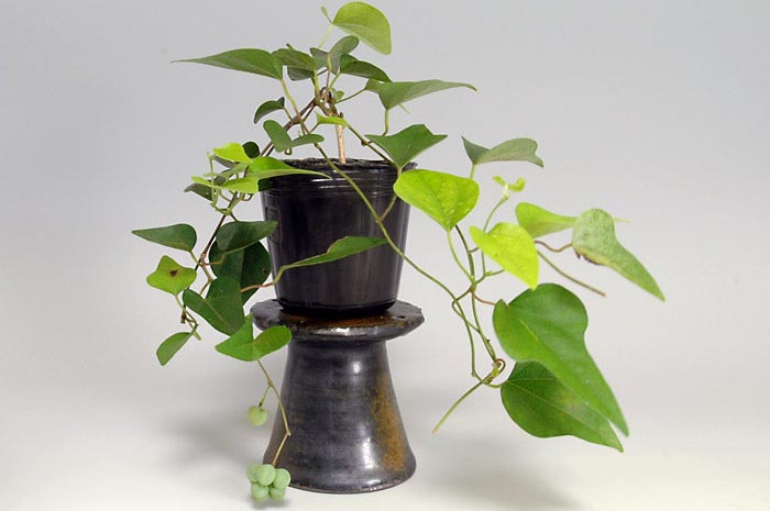 アオツヅラフジ-C（あおつづらふじ・青葛藤）青葛藤の販売と育て方・作り方・Cocculus orbiculatus bonsai