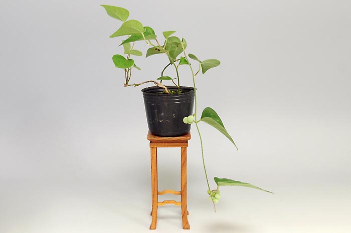 アオツヅラフジJ（あおつづらふじ・青葛藤）実もの盆栽の販売と育て方・作り方・Cocculus orbiculatus bonsai