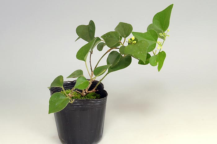 アオツヅラフジ-K（あおつづらふじ・青葛藤）実もの盆栽の販売と育て方・作り方・Cocculus orbiculatus bonsai